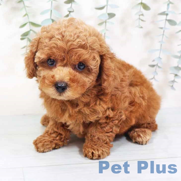 トイ・プードルの写真2