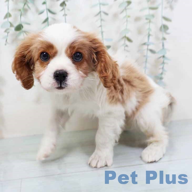 キャバリア・キングチャールズ・スパニエル