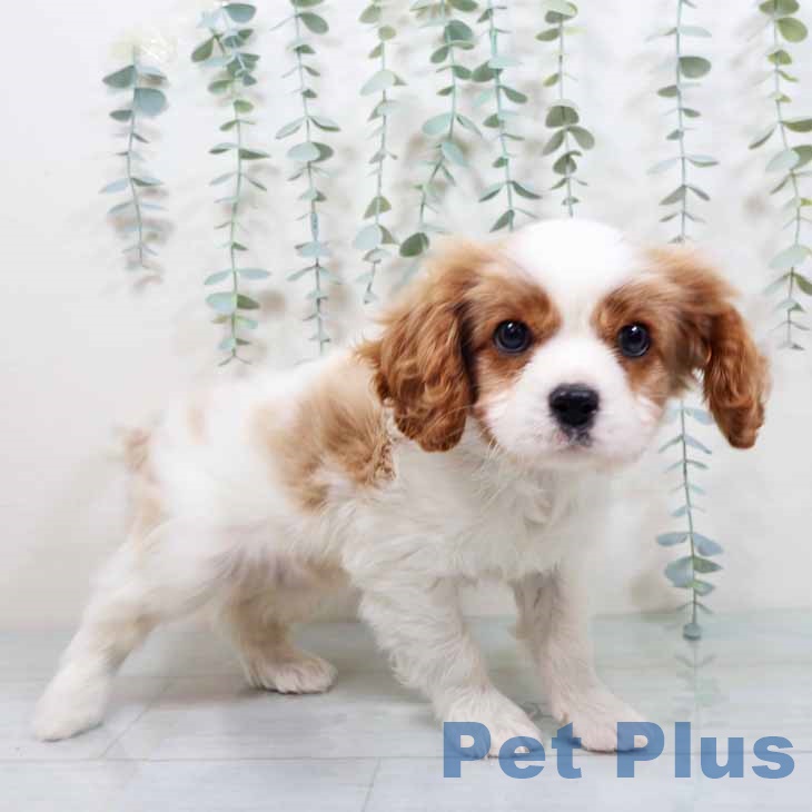 キャバリア・キングチャールズ・スパニエルの写真2