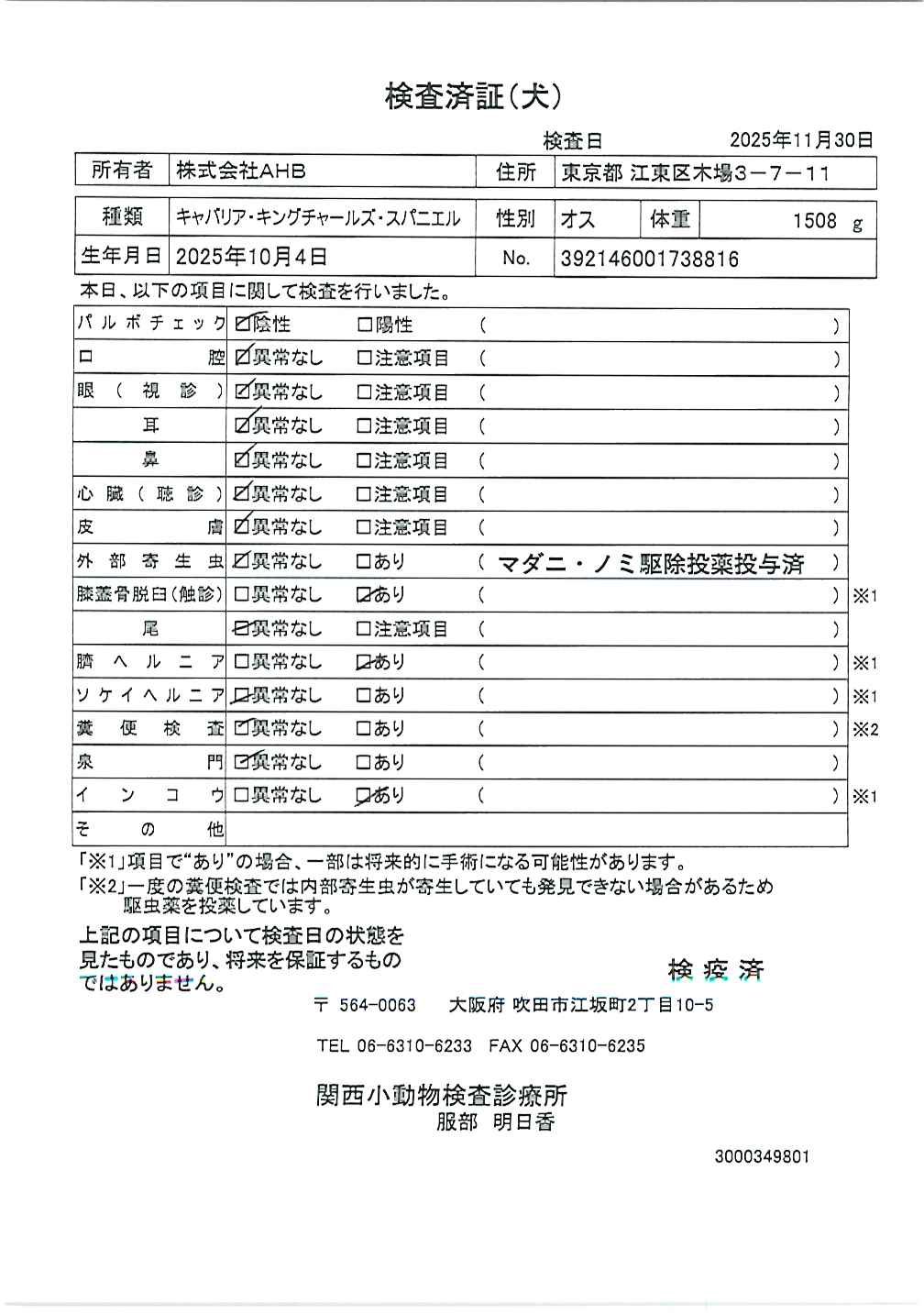 キャバリア・キングチャールズ・スパニエル