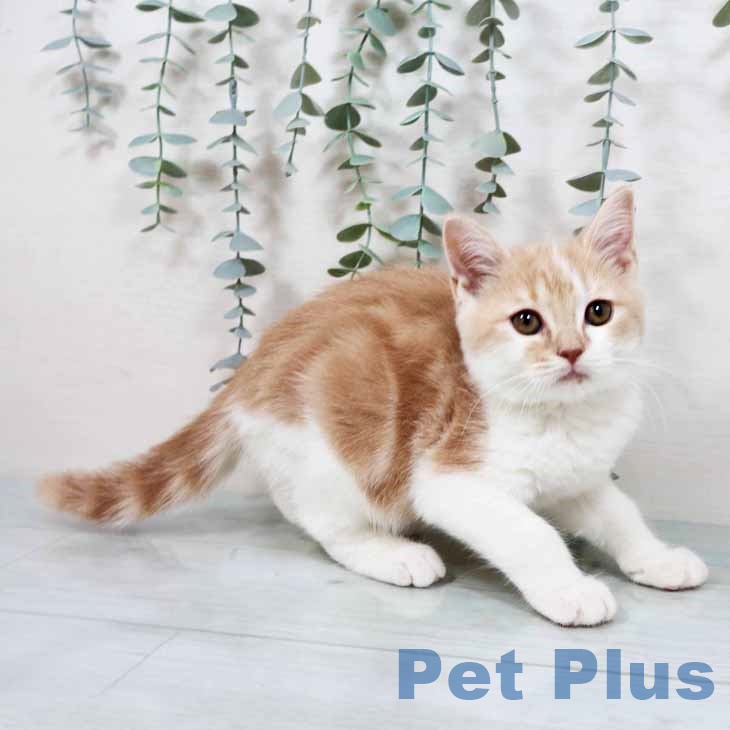 東京都のスコティッシュフォールド (ペットプラス 板橋店/2025年9月23日生まれ/男の子/クリームタビーホワイト)の子猫の1枚目の画像