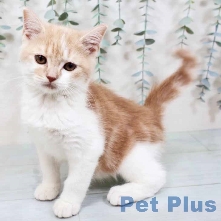 東京都のスコティッシュフォールド (ペットプラス 板橋店/2025年9月23日生まれ/男の子/クリームタビーホワイト)の子猫の2枚目の画像