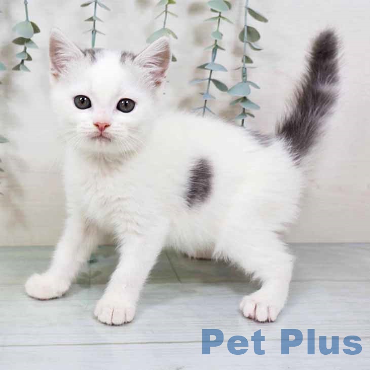 京都府のスコティッシュフォールド (ペットプラス 醍醐店/2025年10月1日生まれ/男の子/シルバータビーホワイト)の子猫の1枚目の画像