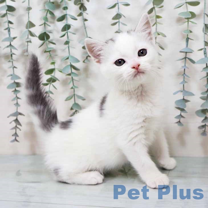 京都府のスコティッシュフォールド (ペットプラス 醍醐店/2025年10月1日生まれ/男の子/シルバータビーホワイト)の子猫の2枚目の画像
