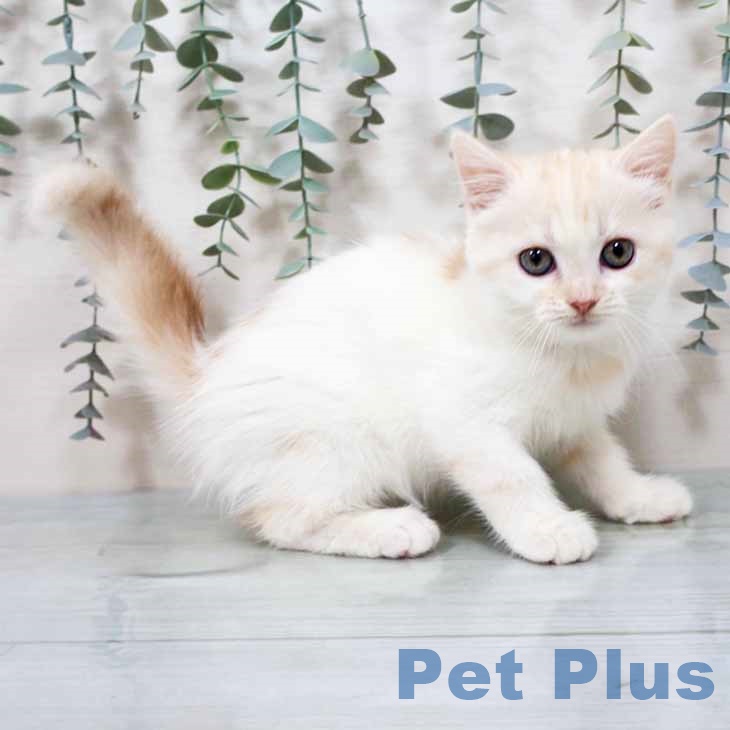 京都府のスコティッシュフォールド (ペットプラス 久御山店/2025年10月1日生まれ/女の子/クリームタビーホワイト)の子猫の1枚目の画像