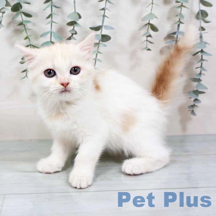 京都府のスコティッシュフォールド (ペットプラス 久御山店/2025年10月1日生まれ/女の子/クリームタビーホワイト)の子猫の2枚目の画像