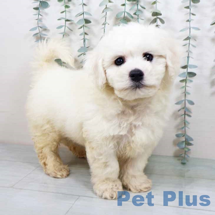 ビション・フリーゼ