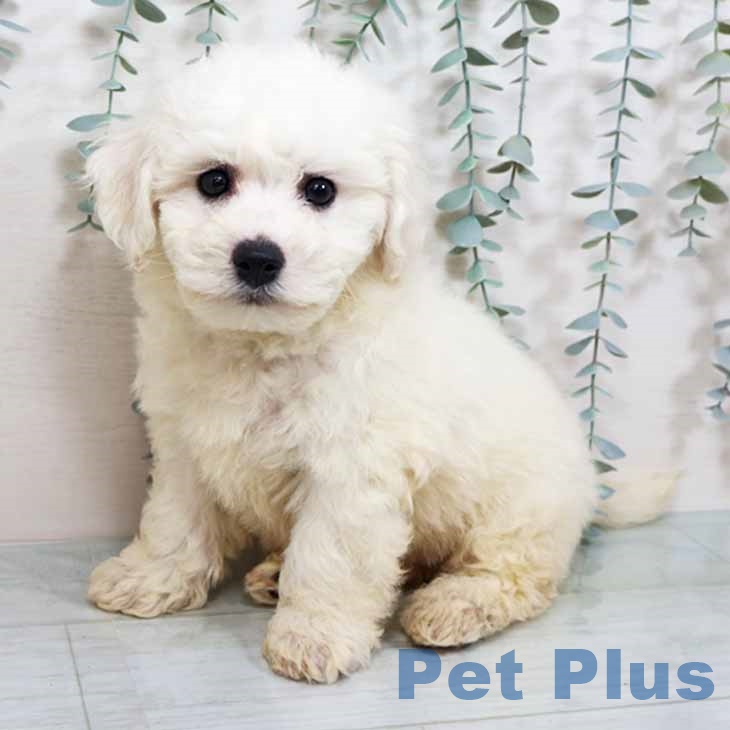 ビション・フリーゼ