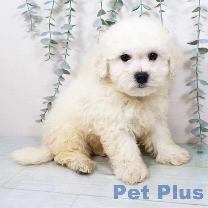 ビション・フリーゼ