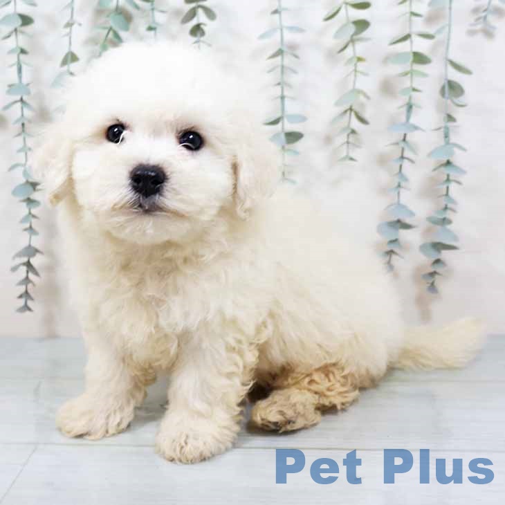 ビション・フリーゼの写真2