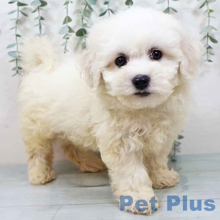 ビション・フリーゼ