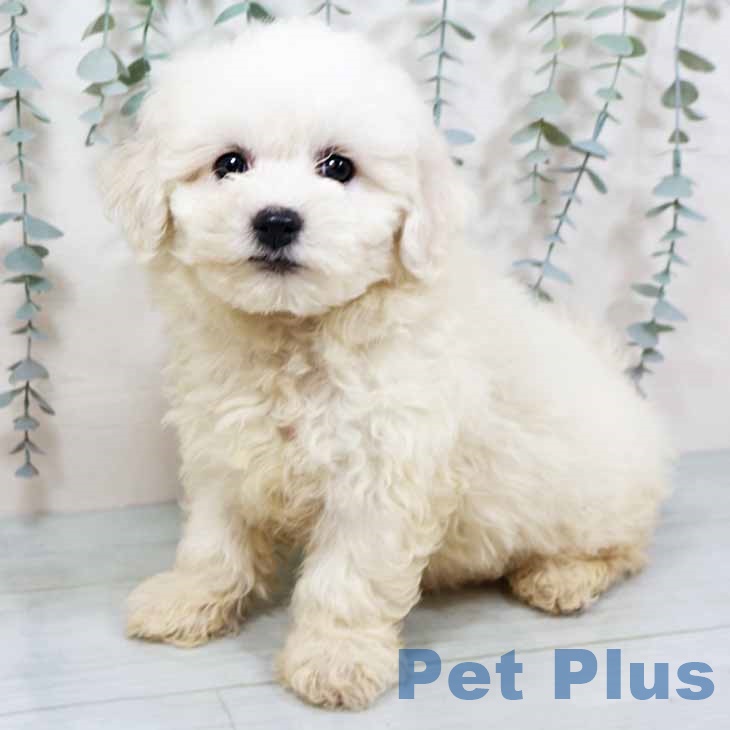 ビション・フリーゼ