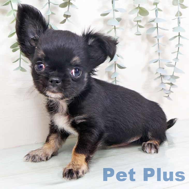 大阪府のチワワ(ロング) (ペットプラス ららぽーと和泉店/2025年10月5日生まれ/男の子/ブラックタンホワイト)の子犬の1枚目の画像