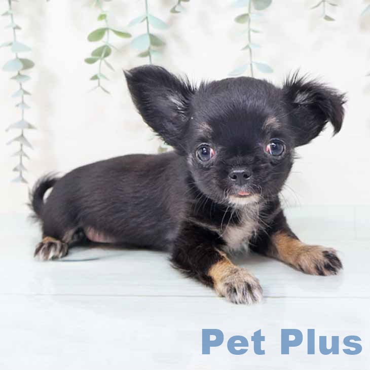 大阪府のチワワ(ロング) (ペットプラス ららぽーと和泉店/2025年10月5日生まれ/男の子/ブラックタンホワイト)の子犬の2枚目の画像