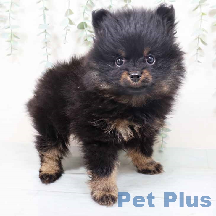 大阪府のポメラニアン (ペットプラス ららぽーと和泉店/2025年10月5日生まれ/女の子/ブラックタン)の子犬の1枚目の画像