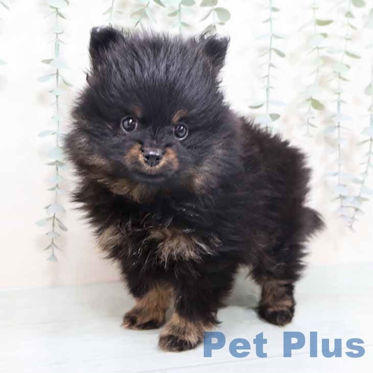 大阪府のポメラニアン (ペットプラス ららぽーと和泉店/2025年10月5日生まれ/女の子/ブラックタン)の子犬の2枚目の画像