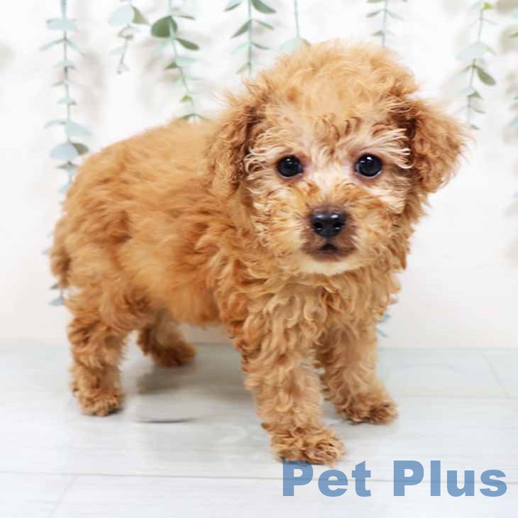 トイ・プードル