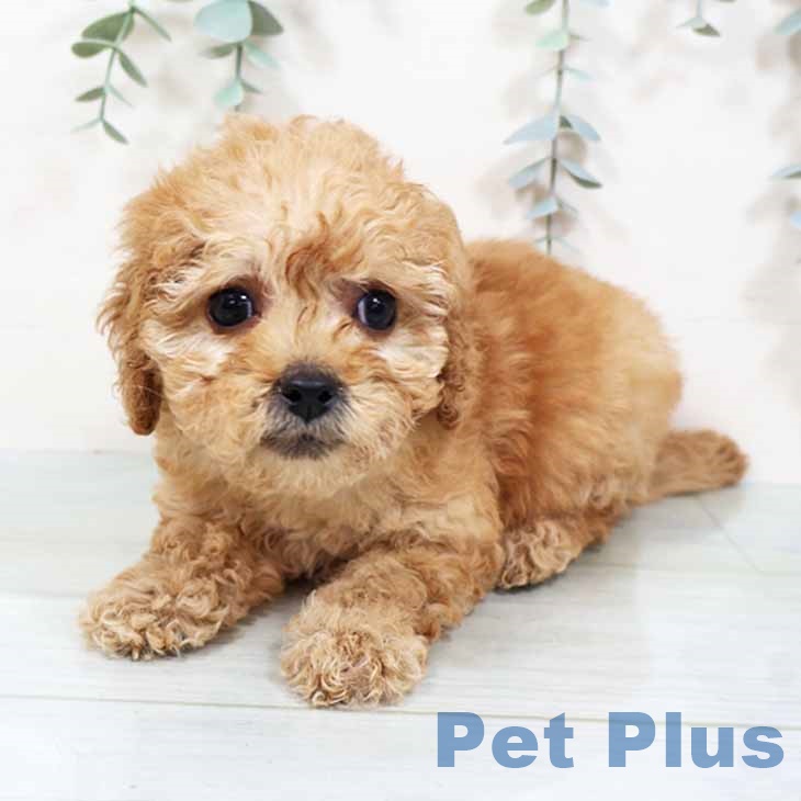 大阪府のトイプードル(トイ) (ペットプラス 四條畷店/2025年9月29日生まれ/女の子/アプリコット)の子犬の1枚目の画像