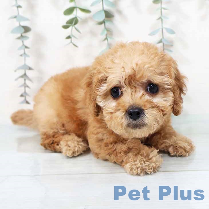 大阪府のトイプードル(トイ) (ペットプラス 四條畷店/2025年9月29日生まれ/女の子/アプリコット)の子犬の2枚目の画像