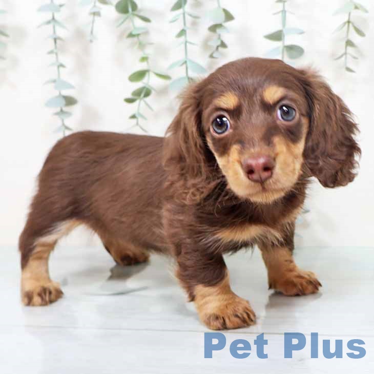 カニーンヘン・ダックスフンド