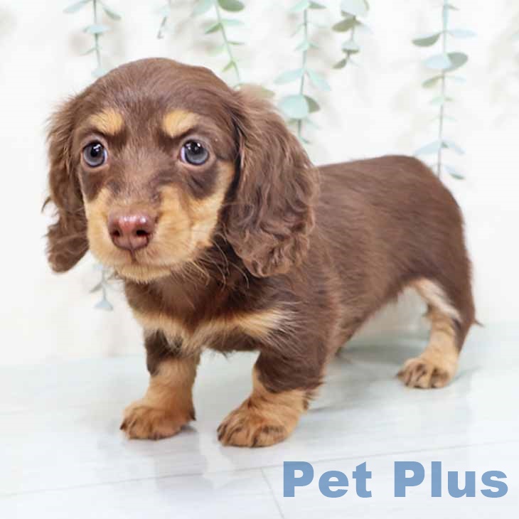 カニーンヘン・ダックスフンドの写真2