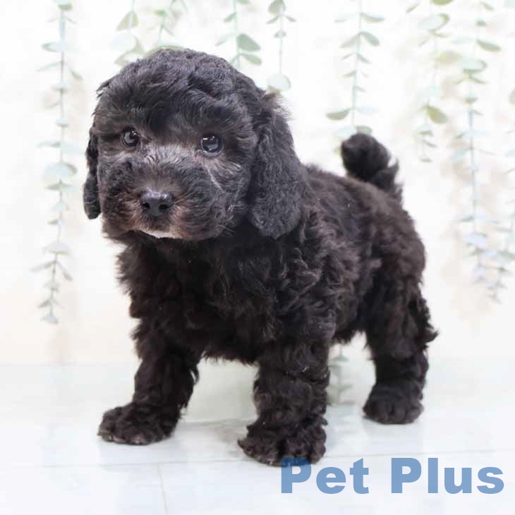 トイ・プードル