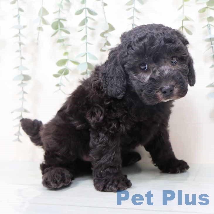 トイ・プードル