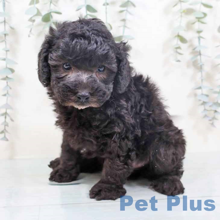 トイ・プードル