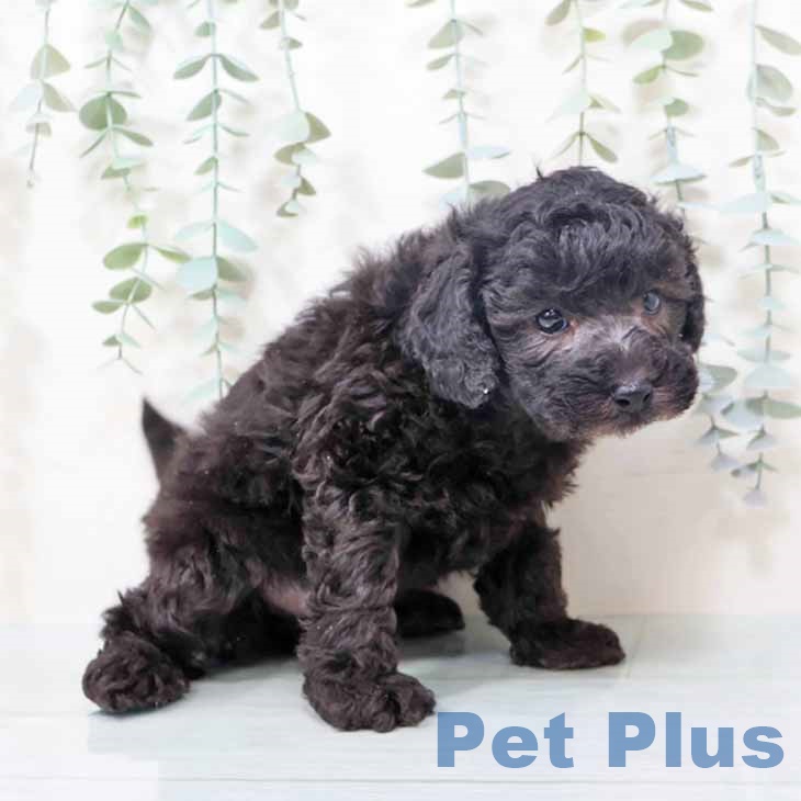 トイ・プードル