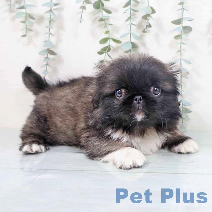 大阪府のペキニーズ (ペットプラス イオン大日店/2025年10月4日生まれ/男の子/フォーンホワイト)の子犬