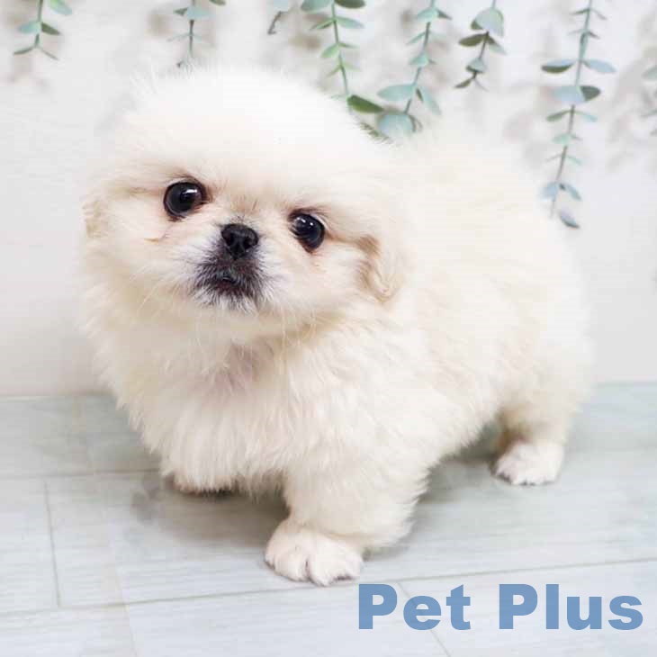 ペキニーズの写真2