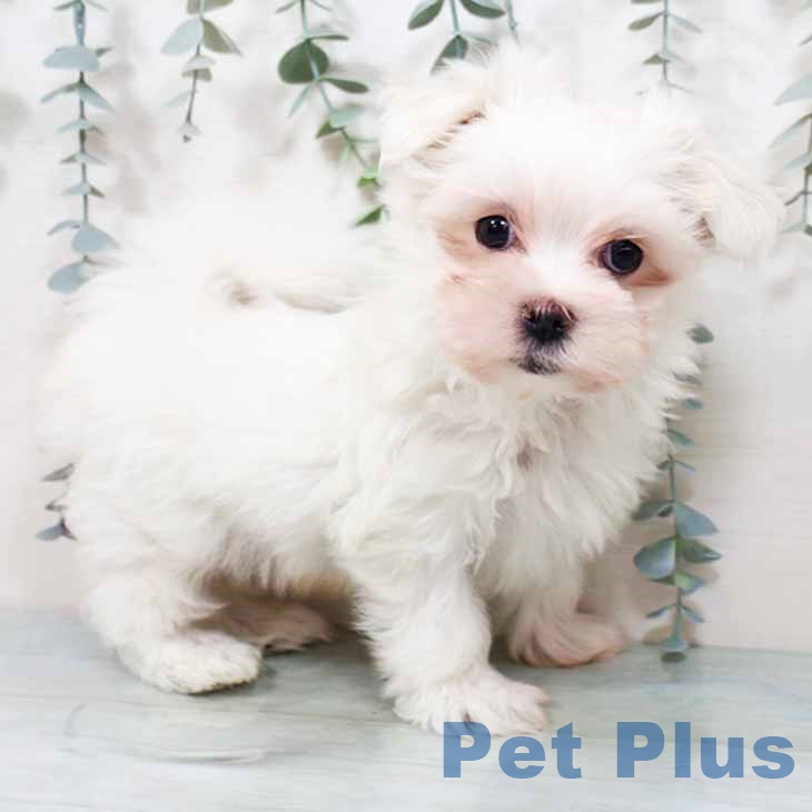 大阪府のマルチーズ (ペットプラス 松原店/2025年10月2日生まれ/男の子/ホワイト)の子犬の1枚目の画像