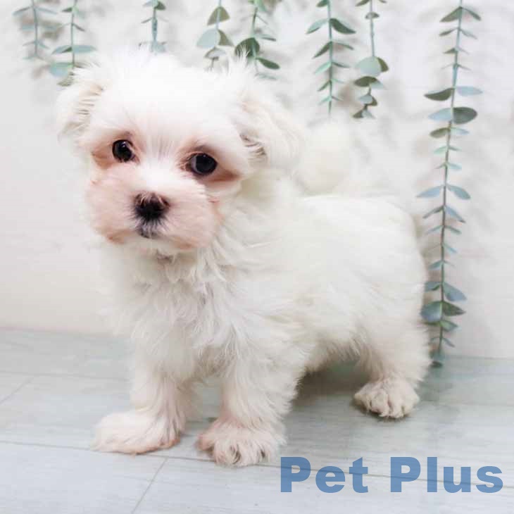大阪府のマルチーズ (ペットプラス 松原店/2025年10月2日生まれ/男の子/ホワイト)の子犬の2枚目の画像