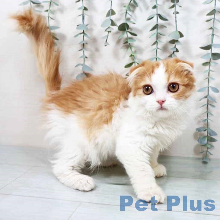 大阪府のスコティッシュフォールド (ペットプラス 大阪ドームシティ店/2025年9月28日生まれ/女の子/レッドタビーホワイト)の子猫の1枚目の画像