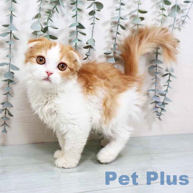 大阪府のスコティッシュフォールド (ペットプラス 大阪ドームシティ店/2025年9月28日生まれ/女の子/レッドタビーホワイト)の子猫の2枚目の画像
