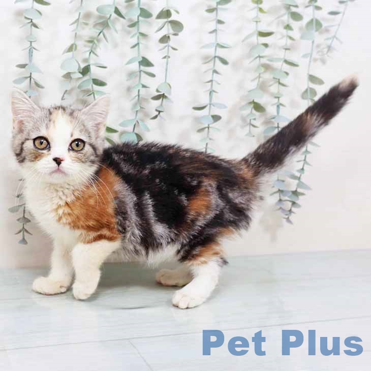 奈良県のスコティッシュフォールド (ペットプラス 大和郡山店/2025年9月26日生まれ/女の子/シルバーパッチドタビーホワイト)の子猫の1枚目の画像