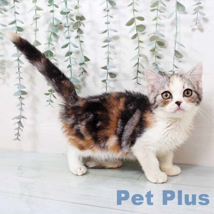 奈良県のスコティッシュフォールド (ペットプラス 大和郡山店/2025年9月26日生まれ/女の子/シルバーパッチドタビーホワイト)の子猫の2枚目の画像