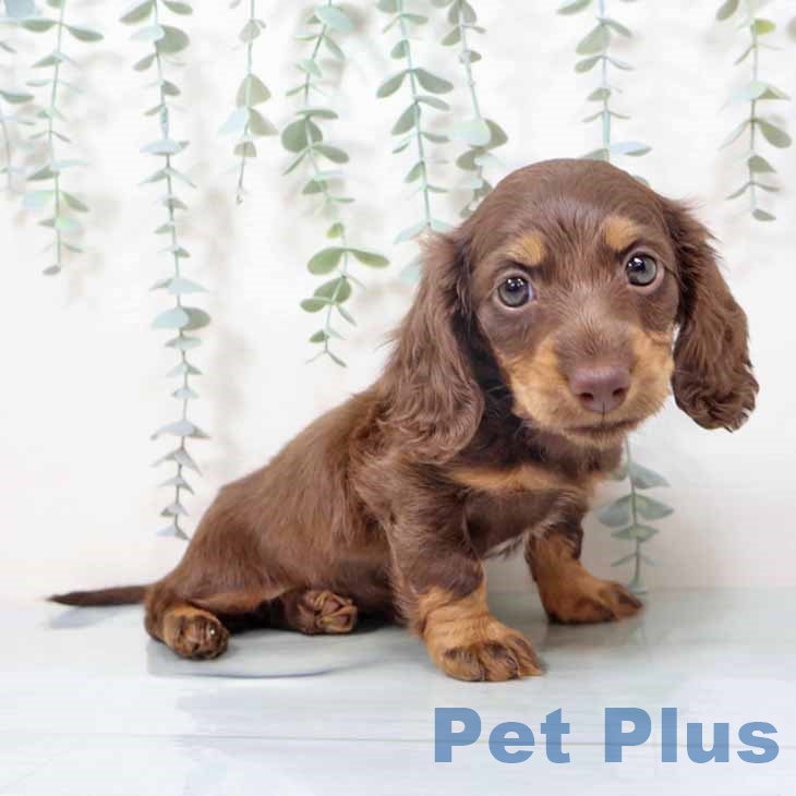 大阪府のミニチュアダックスフンド(ロング) (ペットプラス イオン大日店/2025年10月2日生まれ/女の子/チョコレートタン)の子犬