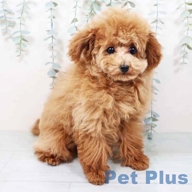 トイ・プードル