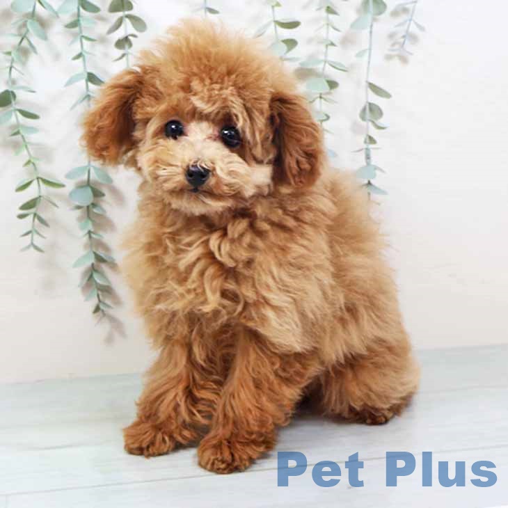 トイ・プードル