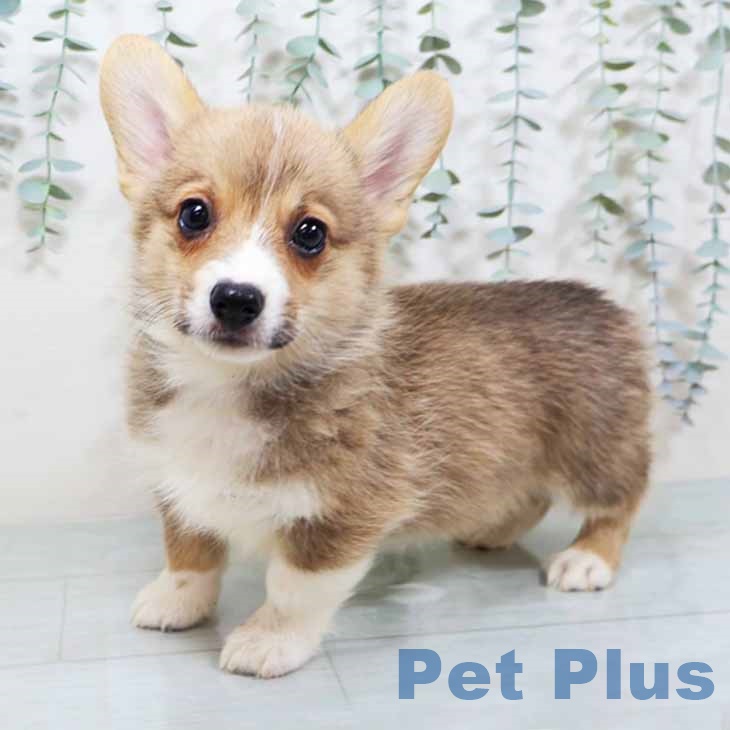 ウェルシュ・コーギー・ペンブローク