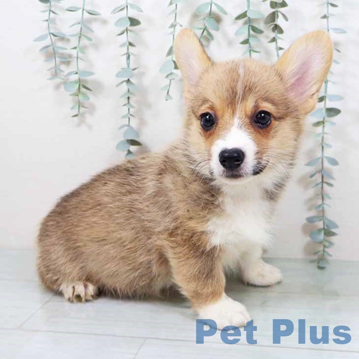 ウェルシュ・コーギー・ペンブローク