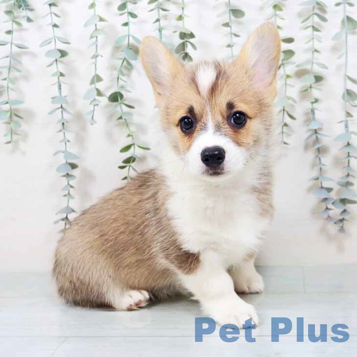 ウェルシュ・コーギー・ペンブローク