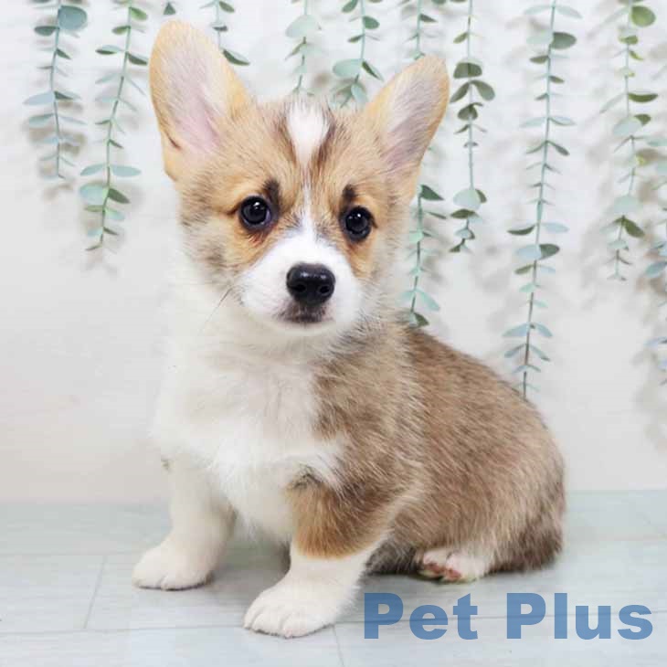 ウェルシュ・コーギー・ペンブローク