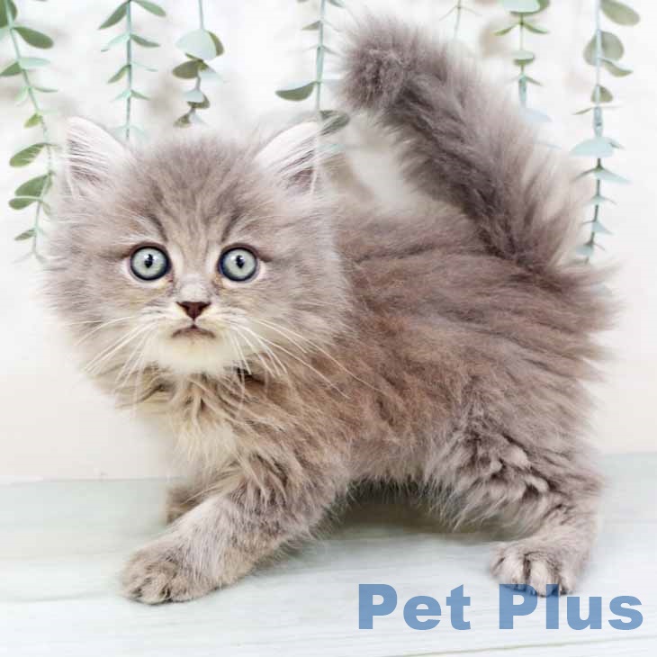 ミヌエットの写真2