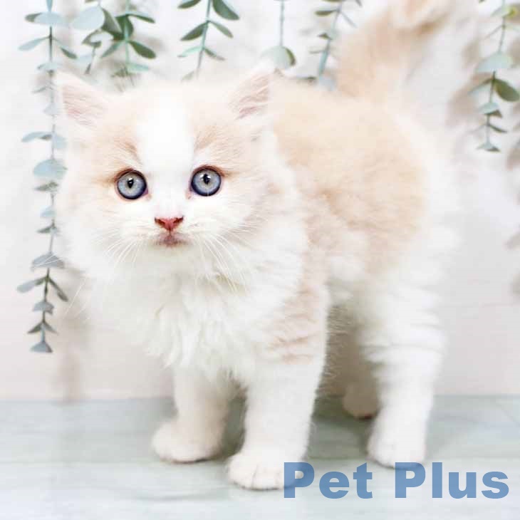 スコティッシュフォールド