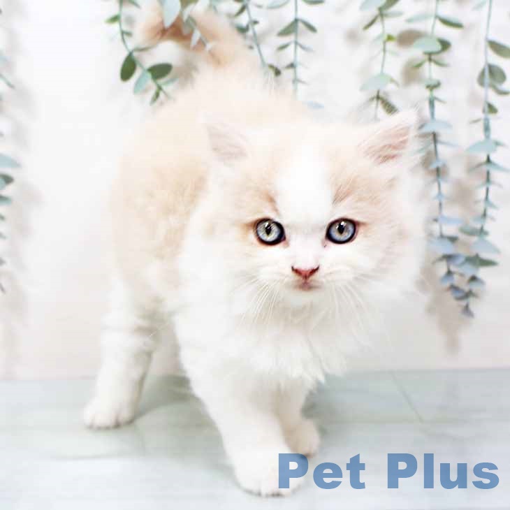 スコティッシュフォールド