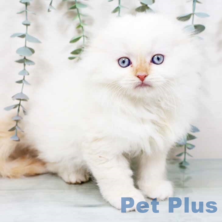 スコティッシュフォールド