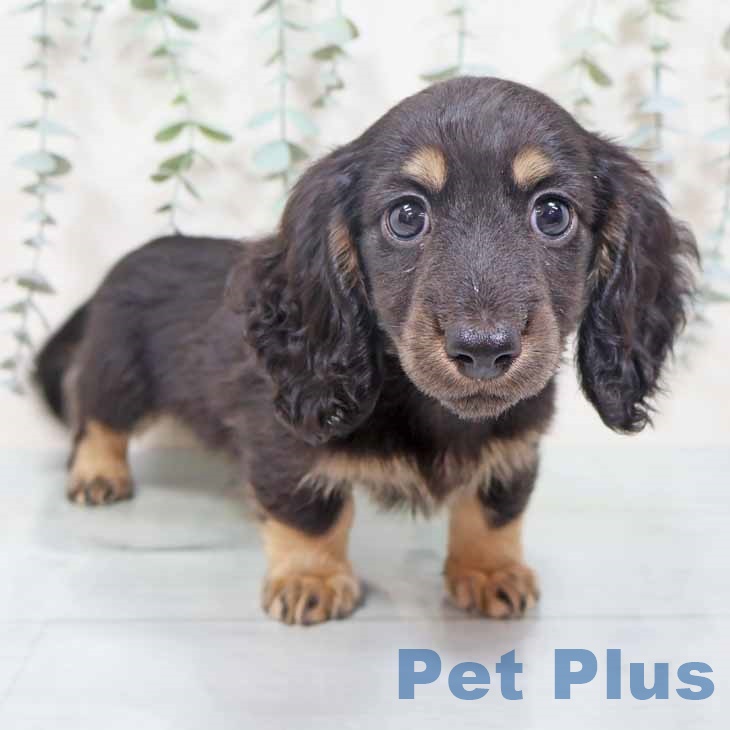 ミニチュア・ダックスフンド