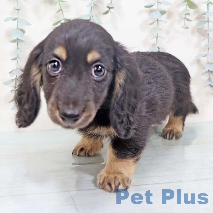 ミニチュア・ダックスフンド